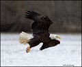 _2SB3990 american bald eagle